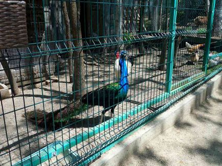 Gradina zoologica din Vladivostok