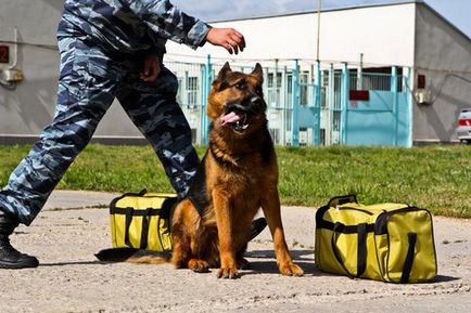 Звірі спеціального призначення як собак вчать шукати наркотики - москва 24