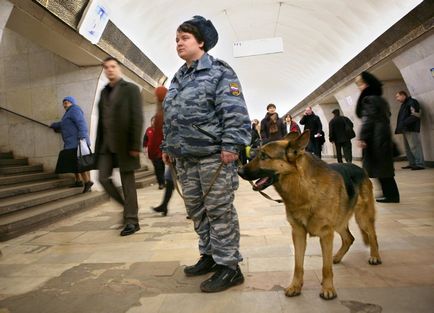 Animalele cu destinație specială, cum ar fi câinii, sunt învățate să caute droguri - moscow 24