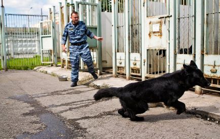 Звірі спеціального призначення як собак вчать шукати наркотики - москва 24