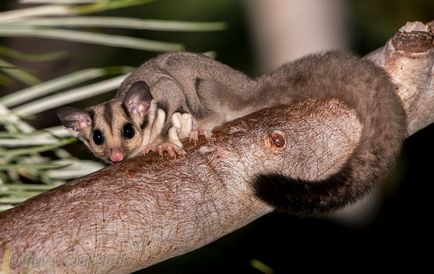 10 Animale cu cozile cele mai lungi - o lume uimitoare a animalelor