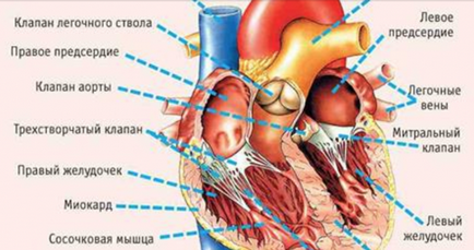 11 Симптомів, що вказують на серйозні проблеми з серцем, deewan