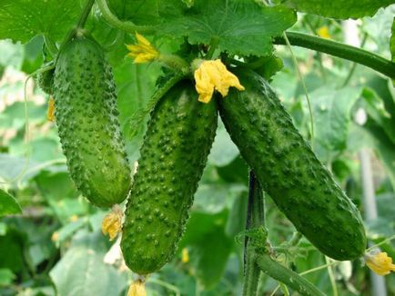 12 Рад на тему вирощування огірків