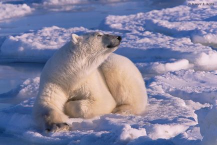 13 Самих страшних тварин за версією wwf, фото новини