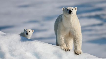 13 Cele mai groaznice animale conform wwf, știri de fotografie