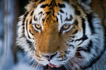 13 Cele mai groaznice animale conform wwf, știri de fotografie