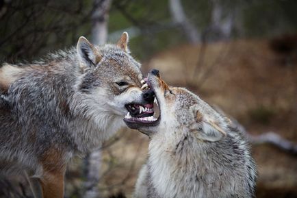 13 Самих страшних тварин за версією wwf, фото новини