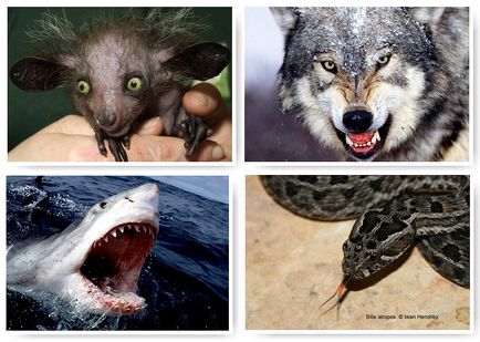 13 Самих страшних тварин за версією wwf, фото новини