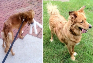 17 Povești de salvare a câinilor din moartea iminentă, în formatul înainte și după