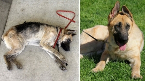 17 Povești de salvare a câinilor din moartea iminentă, în formatul anterior și după