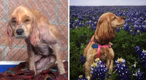 17 Povești de salvare a câinilor din moartea iminentă, în formatul înainte și după
