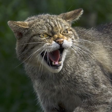 20 Фото приголомшливих, але суворих дворових котів