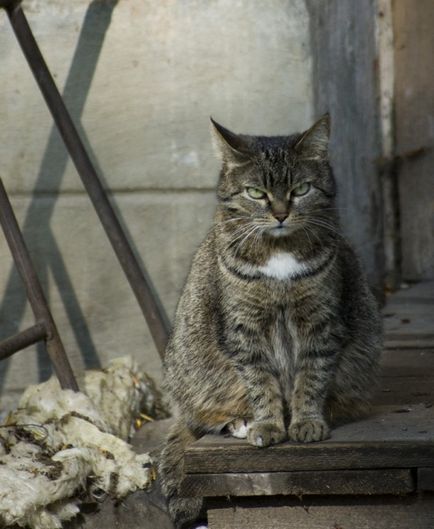 20 Фото приголомшливих, але суворих дворових котів