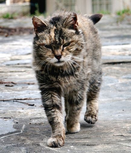 20 Фото приголомшливих, але суворих дворових котів