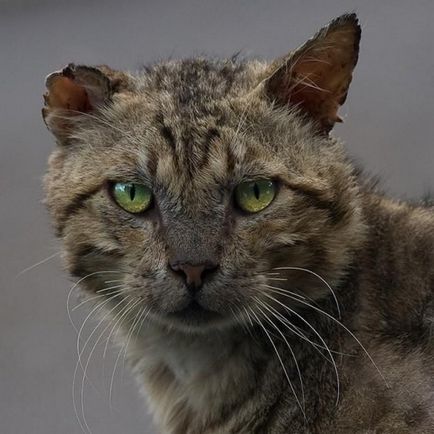 20 Фото приголомшливих, але суворих дворових котів