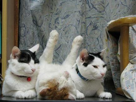 20 Pisici care au înțeles arta relaxării