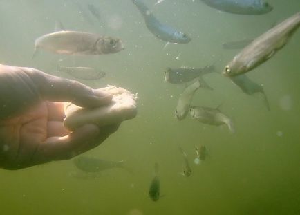 5 modalități simple de a păstra peștii mari la punctul de prindere