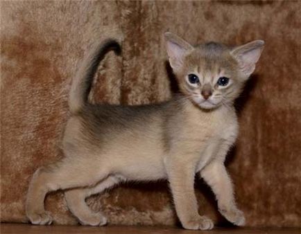 Caracterul pisic abisinian, istoria originii, sfaturi de îngrijire