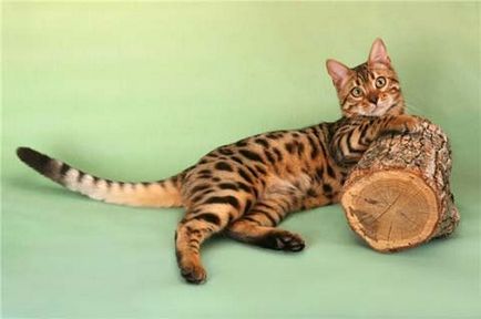 Абиссинская кішка характер, історія походження, поради по догляду