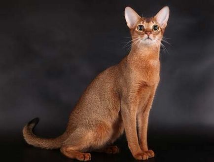Caracterul pisic abisinian, istoria originii, sfaturi de îngrijire