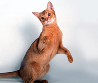 Абиссинская кішка характер, історія походження, поради по догляду