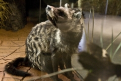 African Civet