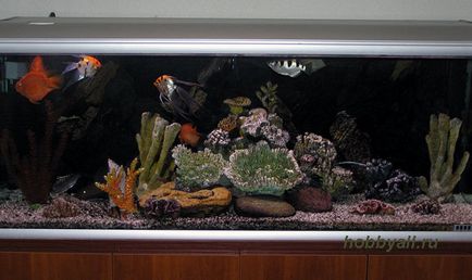 Aquaristicile - un hobby pentru suflet - unde sa inceapa acvariul