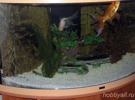 Aquaristicile - un hobby pentru suflet - unde sa inceapa acvariul