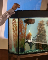 Aquarium, mint egy hobbi, hogyan kell kiválasztani és telepíteni egy akvárium