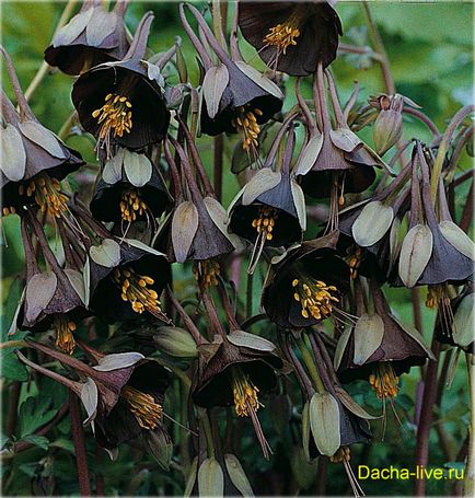 Aquilegia sau bazinul hidrografic sau orlik (aquilegia), specii și soiuri, fotografie