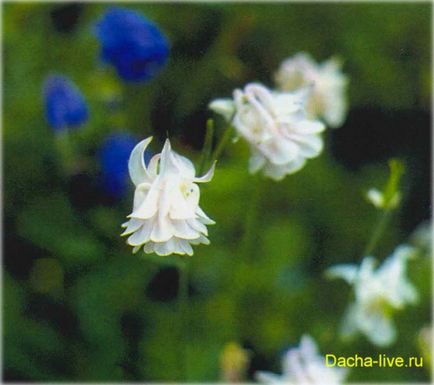 Аквілегія, або водозбір, або орлик (aquilegia) вирощування, види і сорти, фото