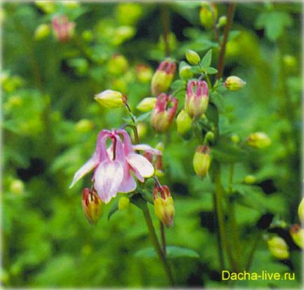 Aquilegia sau bazinul hidrografic sau orlik (aquilegia), specii și soiuri, fotografie