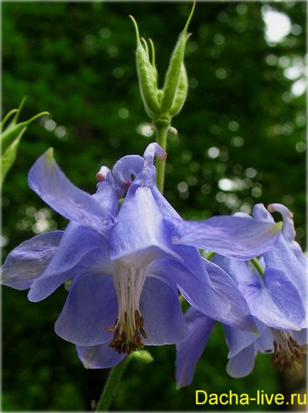 Аквілегія, або водозбір, або орлик (aquilegia) вирощування, види і сорти, фото