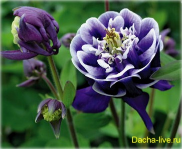 Аквілегія, або водозбір, або орлик (aquilegia) вирощування, види і сорти, фото