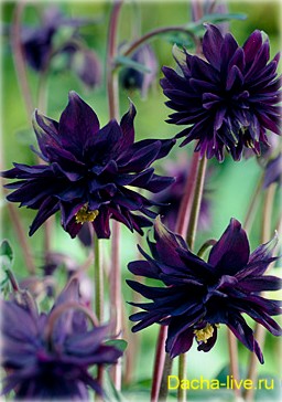 Аквілегія, або водозбір, або орлик (aquilegia) вирощування, види і сорти, фото