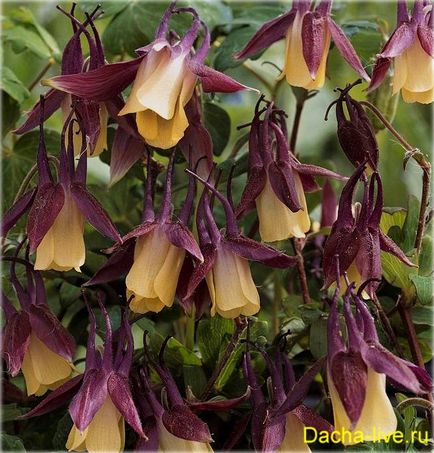 Aquilegia, bazin hidrografic sau orlik (aquilegie), specie și soiuri, fotografie