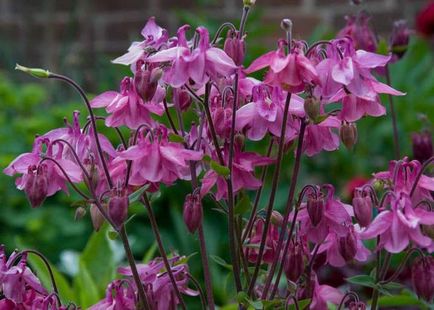 Aquilegia засаждане и грижи в открито поле, снимката