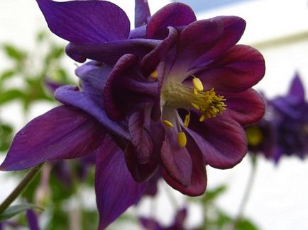 Aquilegia (bazin hidrografic) - aterizare și îngrijire în teren deschis, cu o fotografie