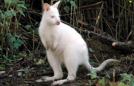 Albino - fehér fotók a különféle állatok