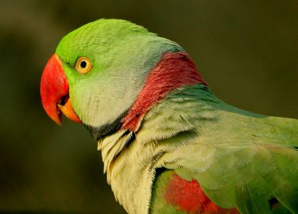 Олександрійський папуга