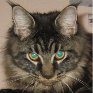 Alpinen arany - Maine Coon (MCO) (Maine Coon) Alpinen arany - Maine Coon (MCO)