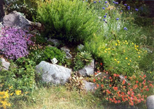 Grădina alpină în grădină