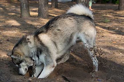 Alaamul Malamute