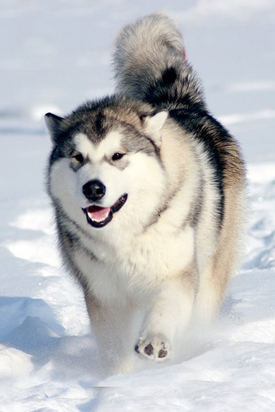 Alaamul Malamute