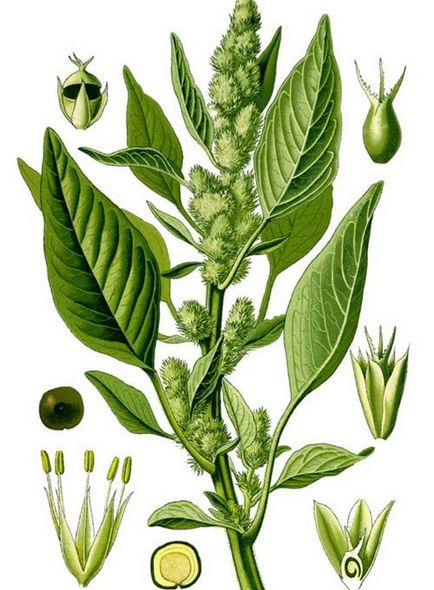Amaranth populare specii și forme, îngrijire, cultivare, utilizare