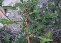 Amaranth populare specii și forme, îngrijire, cultivare, utilizare