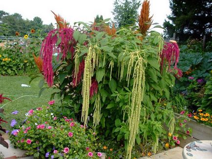 Amaranth populare specii și forme, îngrijire, cultivare, utilizare