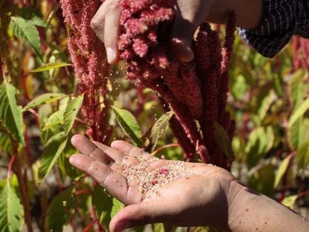 Amaranth populare specii și forme, îngrijire, cultivare, utilizare