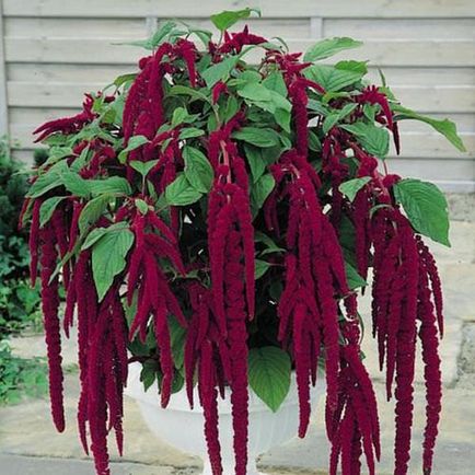 Amaranth populare specii și forme, îngrijire, cultivare, utilizare