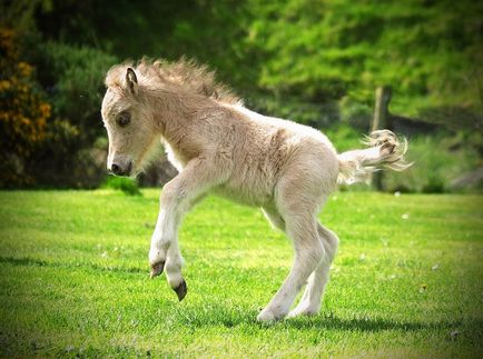 American Miniature Horse (24 fotografii)